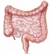 Intestines png 1 » PNG Image